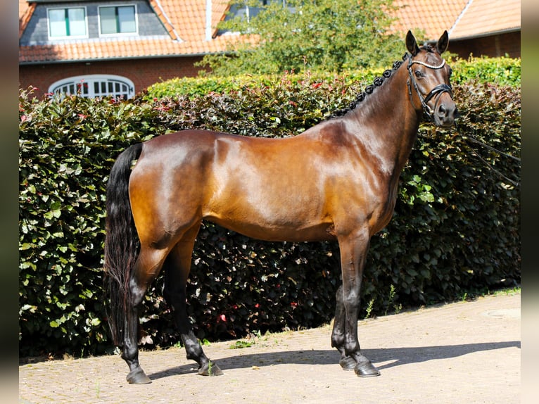 German Riding Pony Mare 9 years 14,1 hh Bay-Dark in Rehburg-Loccum