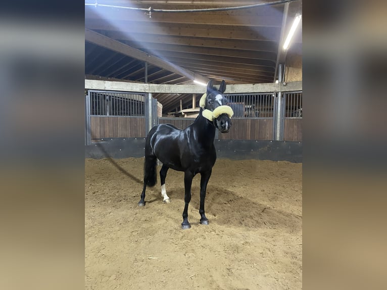 German Riding Pony Mare 9 years 14,1 hh Black in Schenefeld