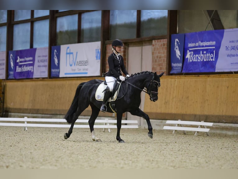 German Riding Pony Mare 9 years 14,1 hh Black in Schenefeld