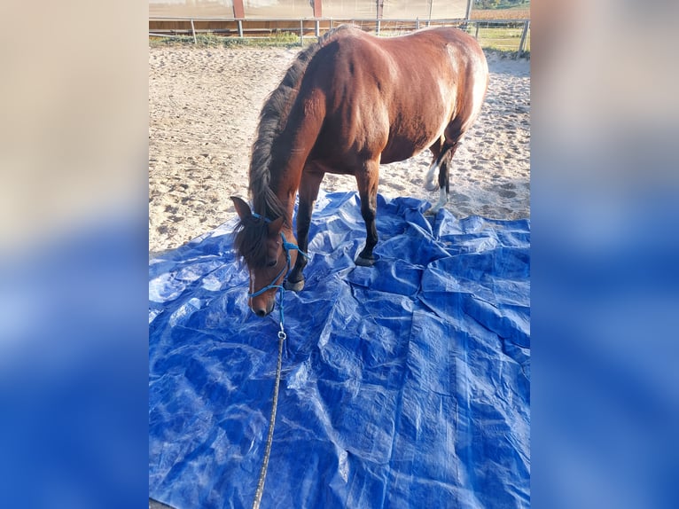 German Riding Pony Mare 9 years 14,1 hh Brown in Rastatt