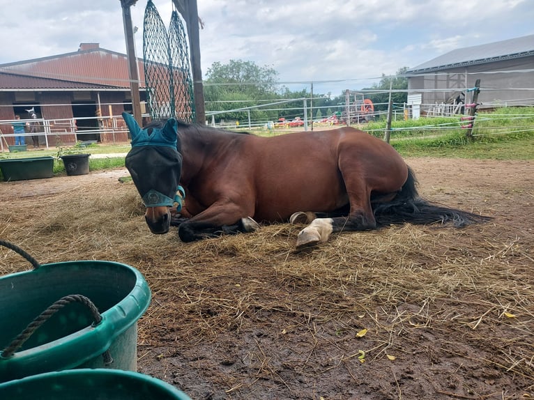 German Riding Pony Mare 9 years 14,1 hh Brown in Rastatt