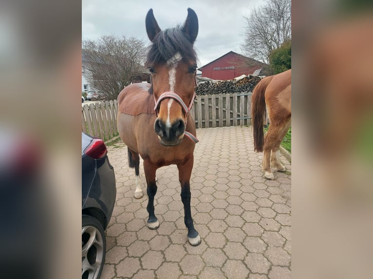 German Riding Pony Mare 9 years 14,1 hh Brown in Rastatt