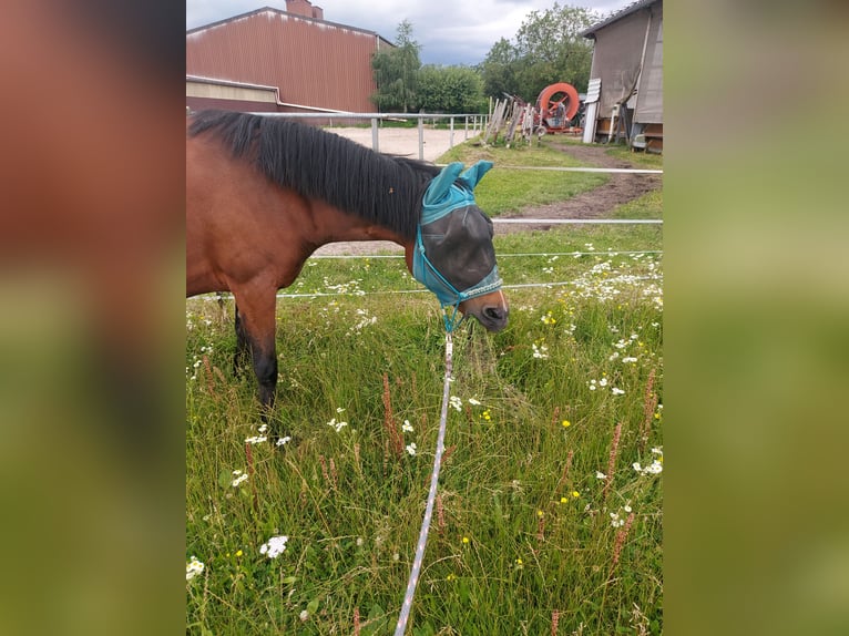 German Riding Pony Mare 9 years 14,1 hh Brown in Rastatt