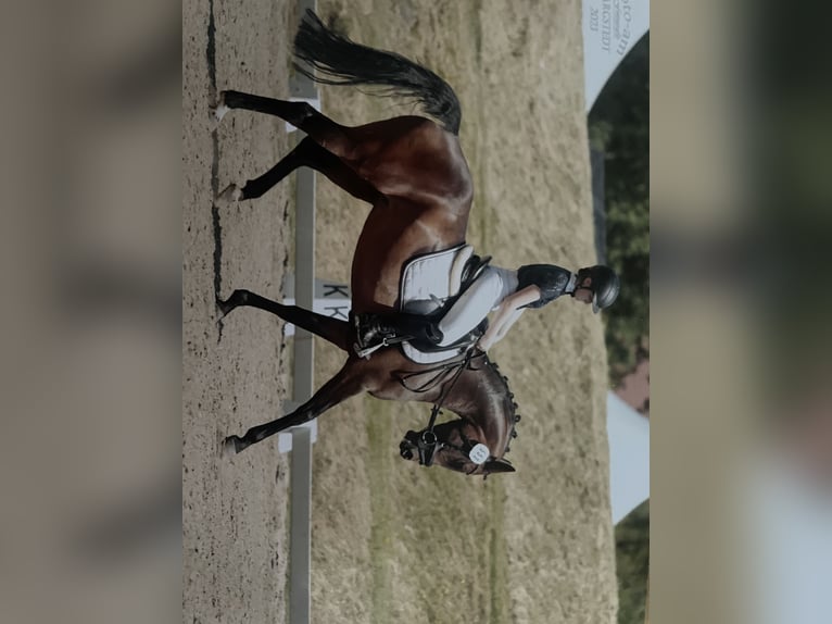 German Riding Pony Mare 9 years 14,1 hh Brown in Nottensdorf