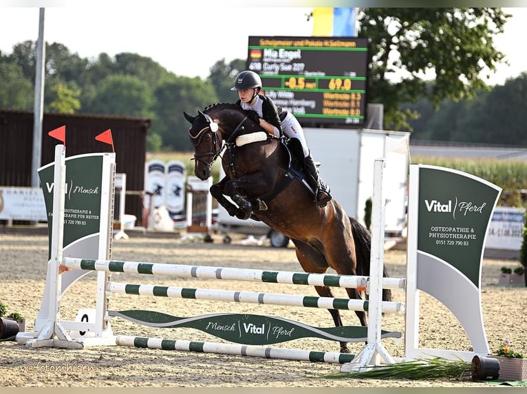 German Riding Pony Mare 9 years 14.1 hh Brown in Haren