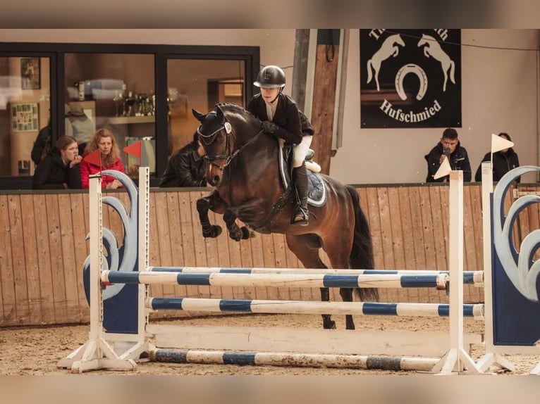 German Riding Pony Mare 9 years 14.1 hh Brown in Haren