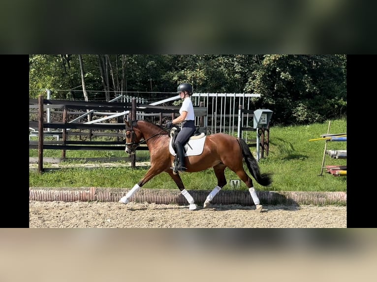 German Riding Pony Mare 9 years 14,1 hh Brown in Mehrnbach