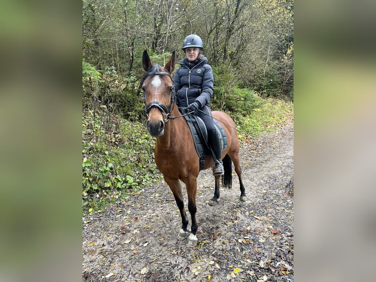 German Riding Pony Mare 9 years 14,1 hh Brown in Bayrischzell