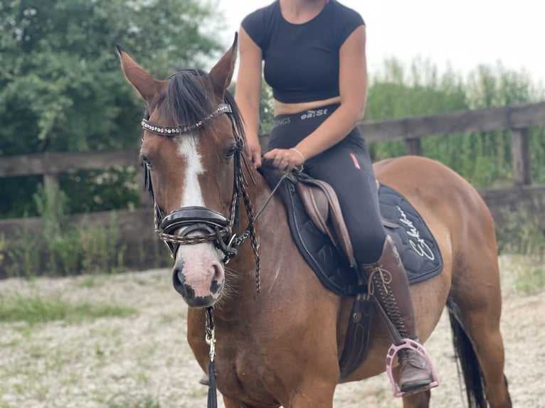 German Riding Pony Mare 9 years 14,1 hh Brown in Trebbin