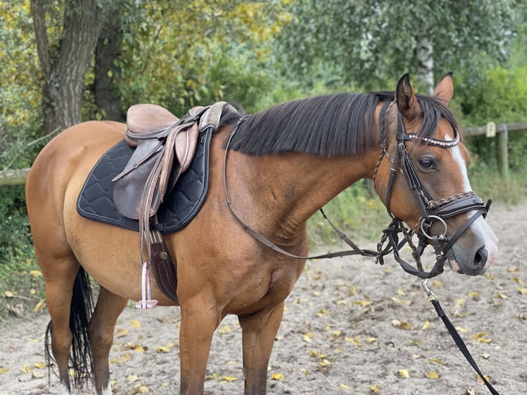 German Riding Pony Mare 9 years 14,1 hh Brown in Trebbin