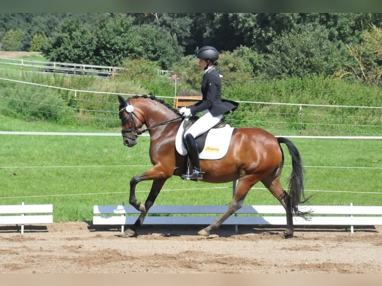 German Riding Pony Mare 9 years 14.1 hh Brown in Harsdorf