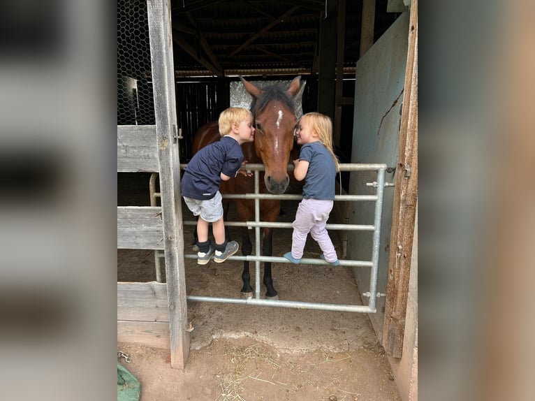 German Riding Pony Mare 9 years 14.1 hh Brown in Harsdorf