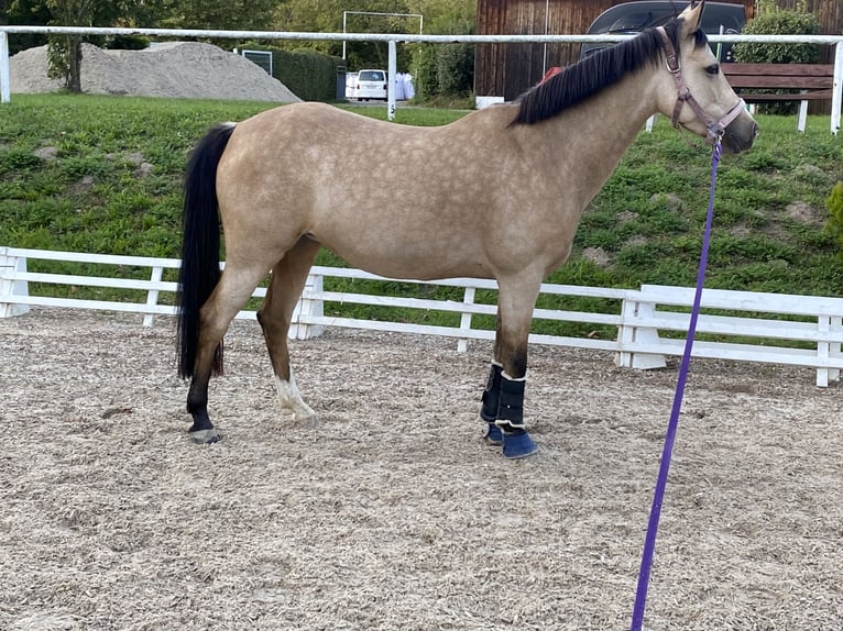 German Riding Pony Mare 9 years 14.1 hh Buckskin in Nußloch