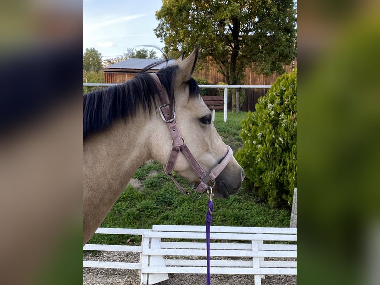 German Riding Pony Mare 9 years 14.1 hh Buckskin in Nußloch