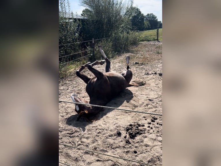 German Riding Pony Mare 9 years 14.1 hh Chestnut in Trittau