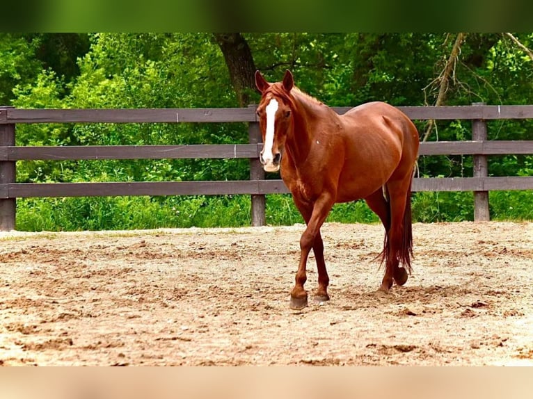 German Riding Pony Mare 9 years 14,1 hh Chestnut in Menomonee Falls