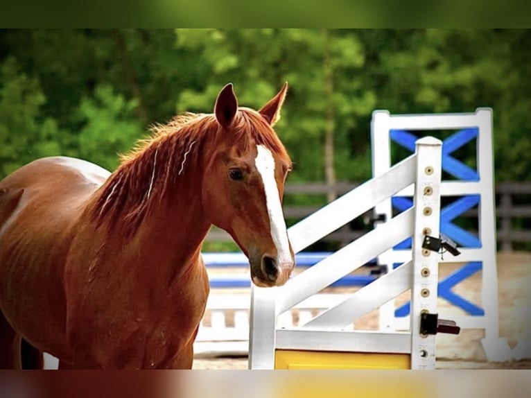 German Riding Pony Mare 9 years 14,1 hh Chestnut in Menomonee Falls
