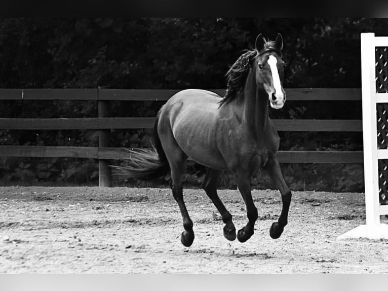 German Riding Pony Mare 9 years 14,1 hh Chestnut in Menomonee Falls