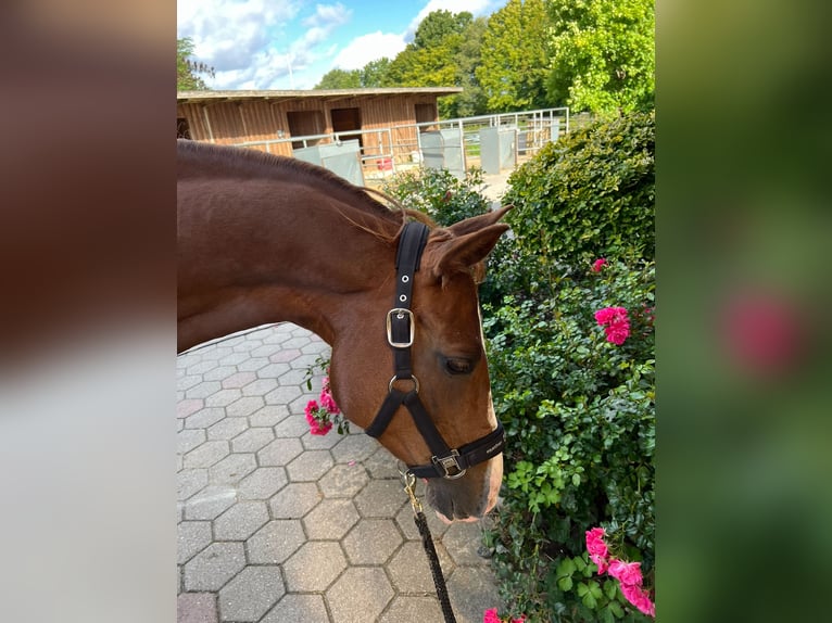 German Riding Pony Mare 9 years 14.1 hh Chestnut-Red in Schönberg