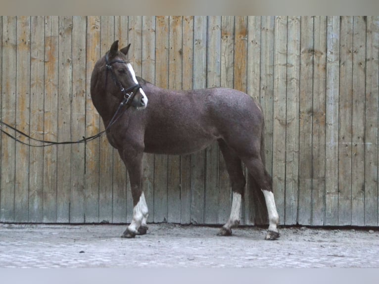 German Riding Pony Mare 9 years 14,1 hh Roan-Red in Würzburg