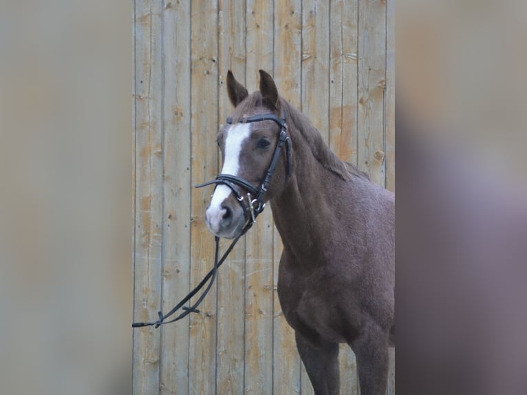 German Riding Pony Mare 9 years 14,1 hh Roan-Red in Würzburg