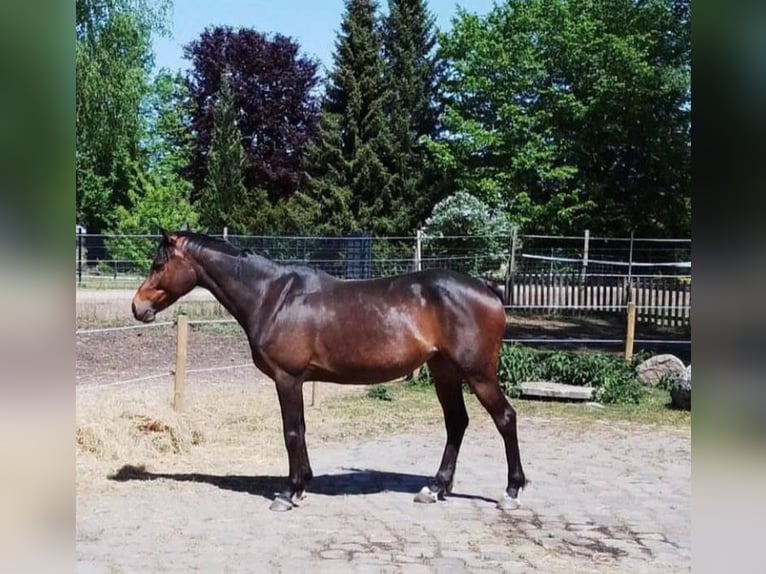 German Riding Pony Mare 9 years 14,2 hh Bay-Dark in Celle