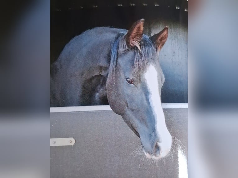 German Riding Pony Mare 9 years 14.2 hh Black in Friesoythe