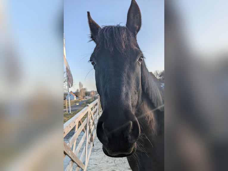 German Riding Pony Mare 9 years 14.2 hh Black in Burgfeld