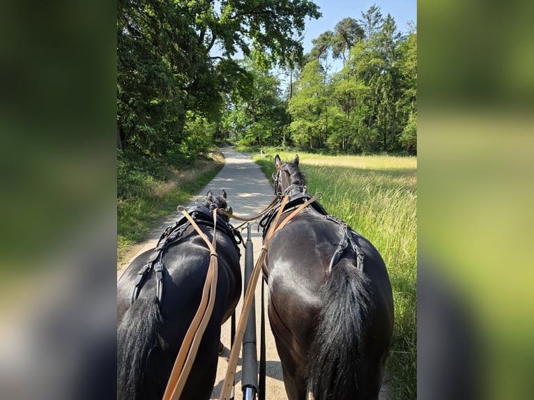 German Riding Pony Mare 9 years 14.2 hh Black in Einhausen