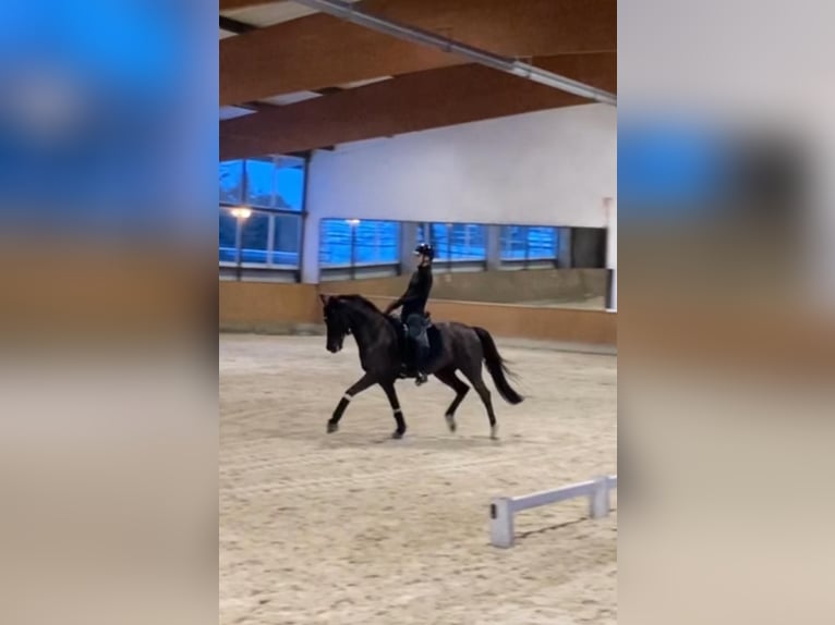 German Riding Pony Mare 9 years 14,2 hh Black in Jork