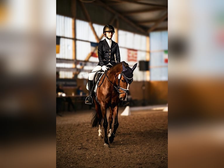 German Riding Pony Mare 9 years 14,2 hh Brown in Schönwalde -Glien