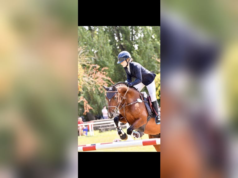 German Riding Pony Mare 9 years 14.2 hh Brown in Kiel
