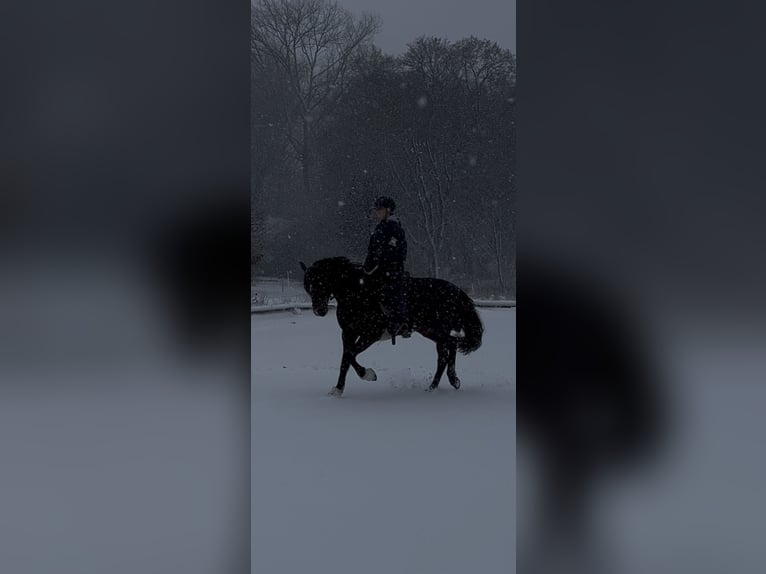 German Riding Pony Mare 9 years 14.2 hh Brown in Kiel
