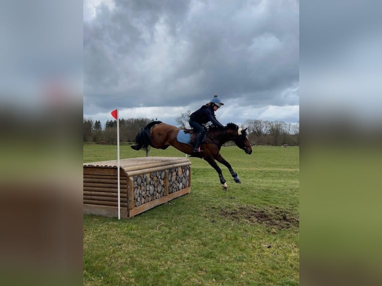 German Riding Pony Mare 9 years 14.2 hh Brown in Kiel