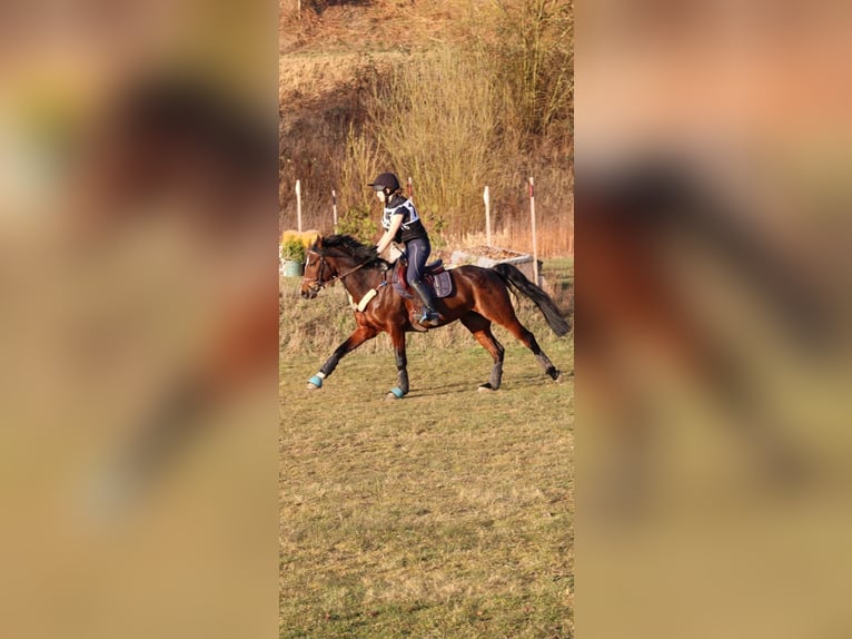 German Riding Pony Mare 9 years 14.2 hh Brown in Kiel