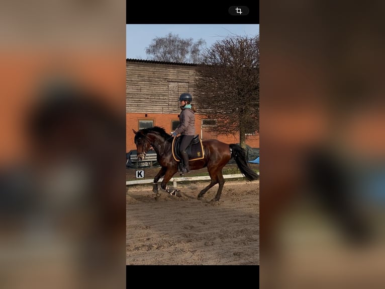 German Riding Pony Mare 9 years 14.2 hh Brown in Kiel