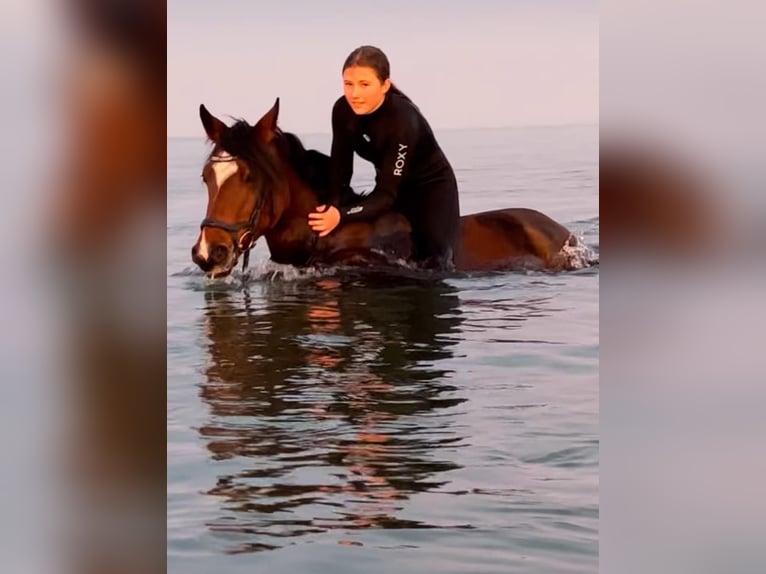 German Riding Pony Mare 9 years 14.2 hh Brown in Kiel