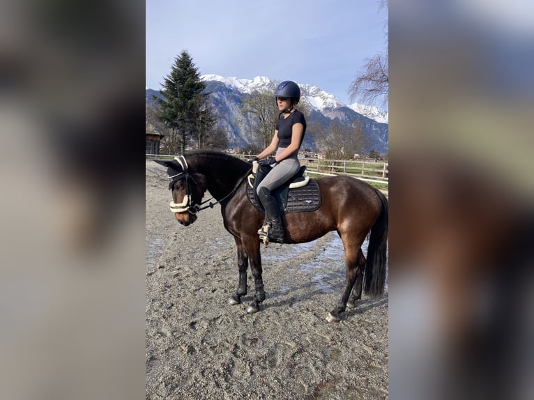 German Riding Pony Mix Mare 9 years 14,2 hh Brown in Axams