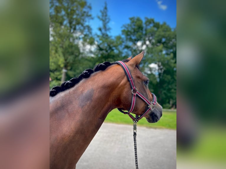 German Riding Pony Mare 9 years 14,2 hh Brown in Badbergen