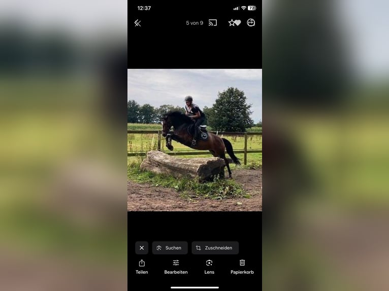 German Riding Pony Mare 9 years 14,2 hh Brown in Schwanewede