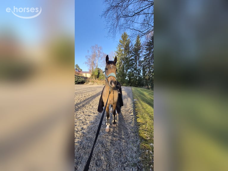 German Riding Pony Mare 9 years 14.2 hh Buckskin in Bad Liebenzell