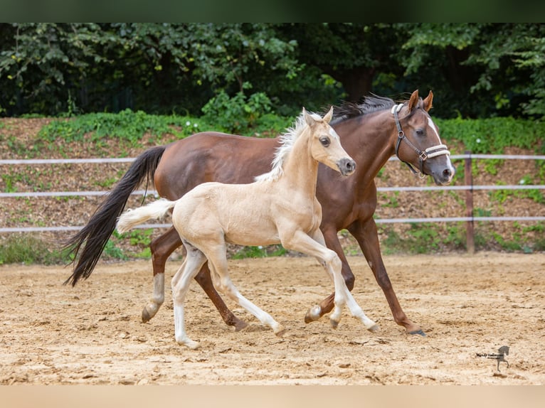 German Riding Pony Mare 9 years 14,2 hh Chestnut in Ganderkesee