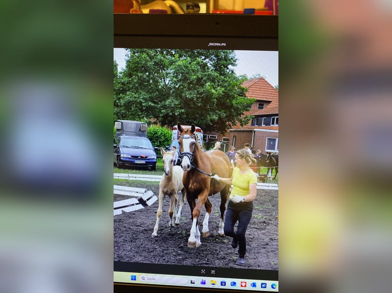 German Riding Pony Mare 9 years 14.2 hh Chestnut-Red in OerelBremervörde