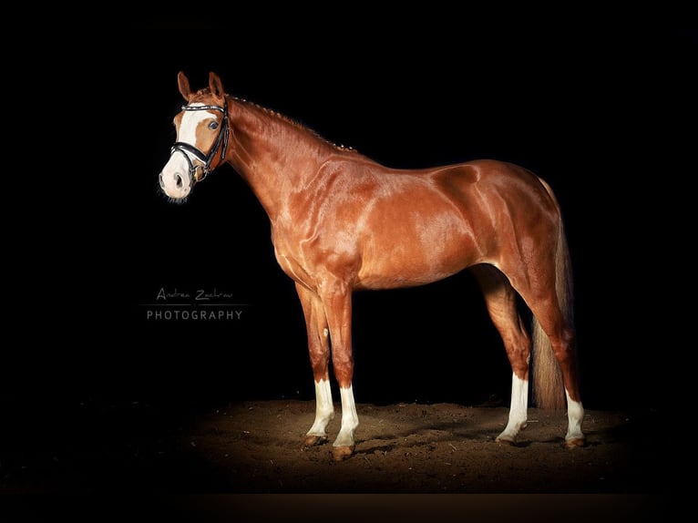 German Riding Pony Mare 9 years 14.2 hh Chestnut-Red in OerelBremervörde