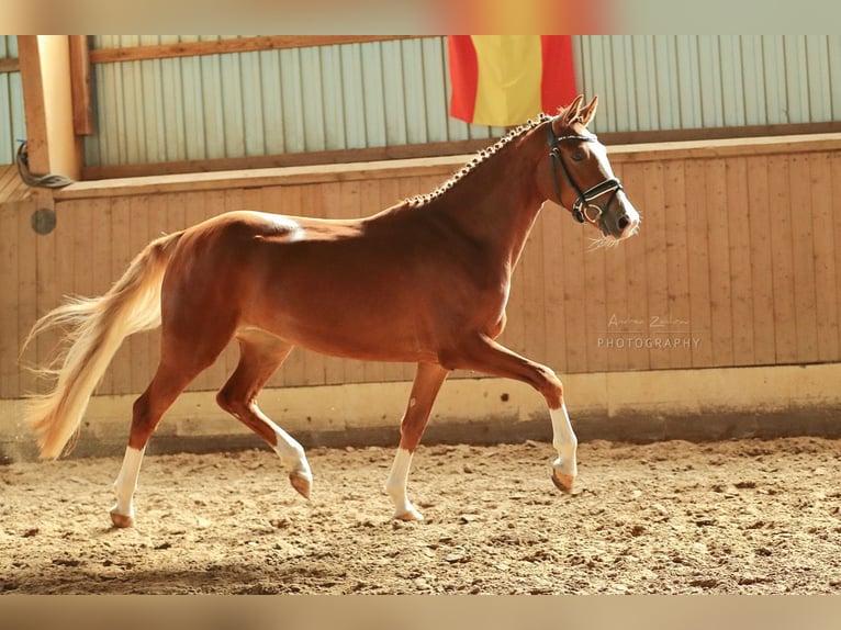 German Riding Pony Mare 9 years 14.2 hh Chestnut-Red in OerelBremervörde