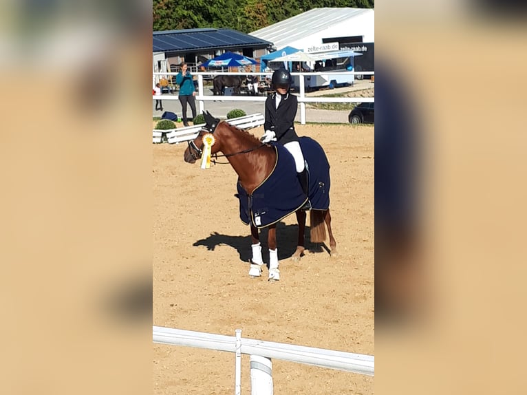 German Riding Pony Mare 9 years 14,2 hh Chestnut-Red in Wiesbaden