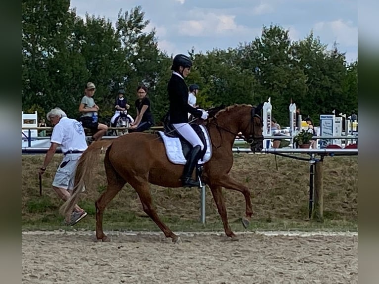 German Riding Pony Mare 9 years 14,2 hh Chestnut-Red in Wiesbaden