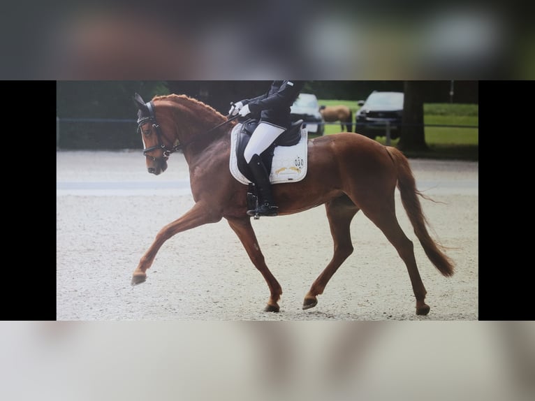 German Riding Pony Mare 9 years 14,2 hh Chestnut-Red in Winterlingen