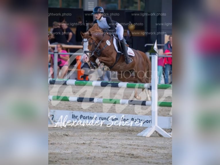 German Riding Pony Mare 9 years 14,2 hh Chestnut-Red in Beckum