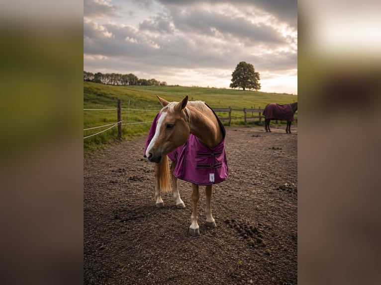 German Riding Pony Mare 9 years 14.2 hh Palomino in Burscheid